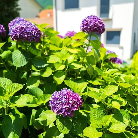 With Garden And Private Parking Space 度假居 *